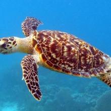 Eretmochelys imbricata bissa