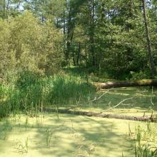 The floodplain contains numerous oxbows