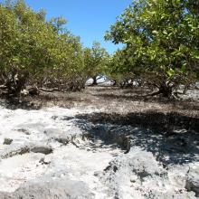 Eighty-mile Beach - mangroves at low tide