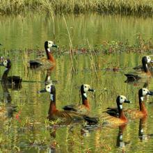 White
-
faced ducks in the floodplains of the southern Okavango