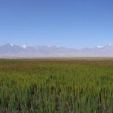 Permanent freshwater marshes