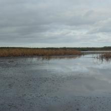 Wairarapa Moana Wetland, New Zealand