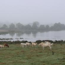 Pâturage bovin en Brenne