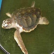 Caretta caretta Caretta caretta