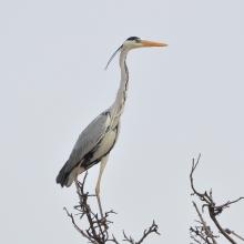 Sim Maiakiv - Grey Heron