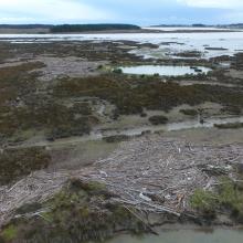 Looking north west, towards Foxton Beach township and the main high tide shorebird roost from Fernbird Flat