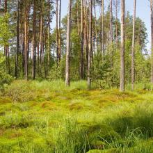 Swampy forest