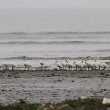 waterfowls in the site