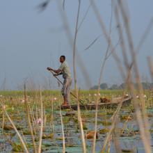 A fisher within Nelumbo beds in Kabartal