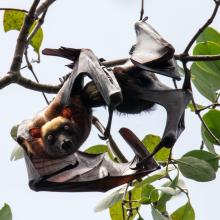 Nursing Acerodon jubatus