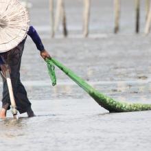 Shell gathering - a typical activity of the local community during low tide.