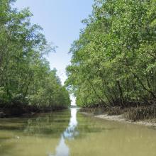 Mangroves