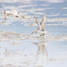 First reported resighting of Red Knot with AC inscription on yellow flag banded in Chongming Dao, Shanghai, China on April 18, 2014. Documented in the wetland from 2018-2022.
