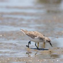 Red-necked Stint banded at Komuke marsh, Koguchi, Kumanoue, Monbetsu, Hokkaido pref., Japan
