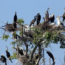 Darter nest in Prek Toal Ramsar site Darter nest in Prek Toal Ramsar site