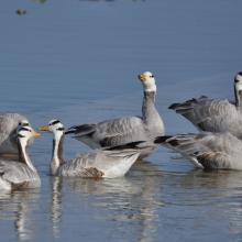 Bar headed Goose at Asan Bar headed Goose at Asan