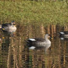 Indian Spot-billed Duck at Asan Indian Spot-billed Duck at Asan