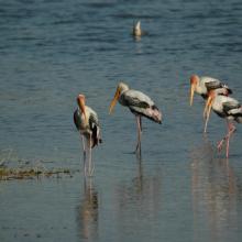Painted Stork at Asan Painted Stork at Asan
