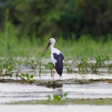 Asian openbill (Anastomus oscitans) at Stung Sen Ramsar Site