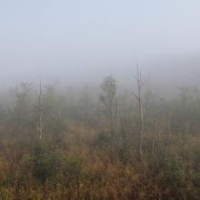 Swidwie Lake Nature Reserve