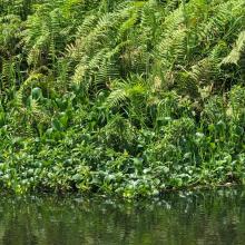 Ebute Oni Coastal Wetland