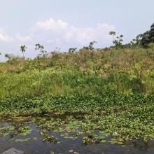 Ebute Oni Coastal Wetland