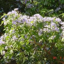 Guayacán con flores. Guayacán con flores.