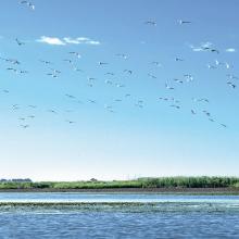 Gulls