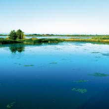 Swamps