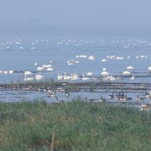 Cygnus columbianus and other overwintering water birds
