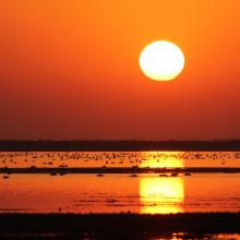 Overwintering water birds