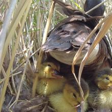 Aythya baeri (breeding) Aythya baeri (breeding)