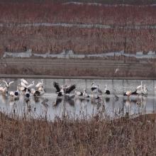 Ciconia boyciana and other waterbirds