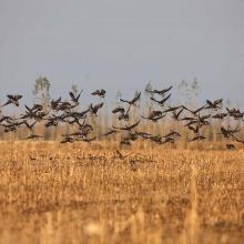 Wetland birds