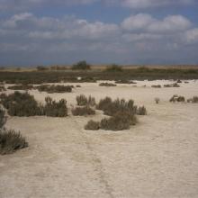 El Hondo. Saladar de La Reserva