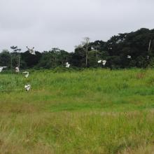 Bas-Ogooué, District de Mpaga