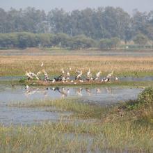 Congregation of Painted stork at Sandi Bird Sanctuary Congregation of Painted stork at Sandi Bird Sanctuary
