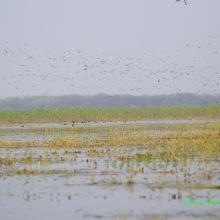 Congregation of Migratory BIrds at Sandi Bird Sanctuary Congregation of Migratory BIrds at Sandi Bird Sanctuary