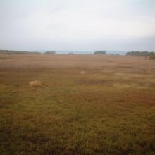 Lake Persöfjärden - Reed beds