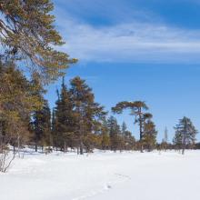 Old forest in Sjaunja