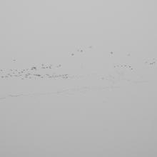 Large flocks of Glossy Ibis arriving to rosst at Ankasamudra