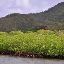 Vista del manglar y montaña de pino desde el canal
