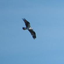 Pandion haliaetus (Águila Pescadora), migratoria. Pandion haliaetus (Águila Pescadora), migratoria.