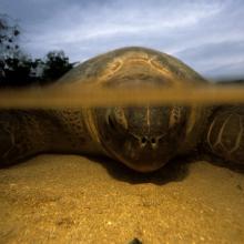 Tortue marine adulte