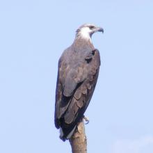 Haliaeetus vociferoides