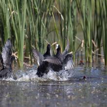 Stagni di Posada – Volo di aironi guarda buoi (Bubulcus ibis) Stagni di Posada – Volo di aironi guarda buoi (Bubulcus ibis)
