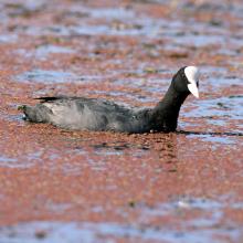 Stagni di Posada – Folaga (Fulica atra) Stagni di Posada – Folaga (Fulica atra)