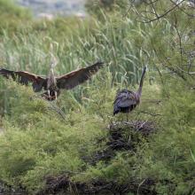 Stagni di Posada – Nidificazione di Airone rosso (Arsea purpurea) Stagni di Posada – Nidificazione di Airone rosso (Arsea purpurea)