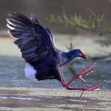 Stagni di Posada – Pollo sulatno (Porphyrio porphyrio) Stagni di Posada – Pollo sulatno (Porphyrio porphyrio)