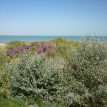 Vegetation on the shore of the Tudakul reservoir